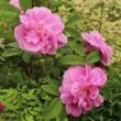 Rosa 'Thérèse Bugnet' - rózsaszín - parkrózsa