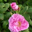 Rosa 'Thérèse Bugnet' - rózsaszín - parkrózsa