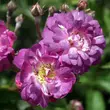 Kép 1/3 - Rosa 'Veilchenblau' - lila - fehér - történelmi - rambler, futó - kúszó rózsa