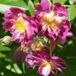 Rosa 'Veilchenblau' - lila - fehér - történelmi - rambler, futó - kúszó rózsa