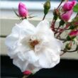 Rosa 'Venusta Pendula' - fehér - történelmi - rambler, futó - kúszó rózsa
