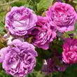Kép 2/3 - Rosa 'William Lobb' - lila - történelmi - moha rózsa