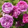 Rosa 'William Lobb' - lila - történelmi - moha rózsa