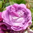 Kép 3/3 - Rosa 'William Lobb' - lila - történelmi - moha rózsa