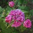 Kép 2/3 - Rosa 'Rose des Peintres' - rózsaszín - történelmi - centifolia rózsa