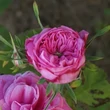 Kép 3/3 - Rosa 'Rose des Peintres' - rózsaszín - történelmi - centifolia rózsa