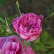 Kép 3/3 - Rosa 'Rose des Peintres' - rózsaszín - történelmi - centifolia rózsa