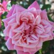 Kép 1/3 - Rosa 'Souvenir de J. Mermet' - rózsaszín - rambler, kúszó rózsa