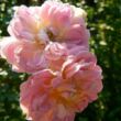 Kép 2/3 - Rosa 'Souvenir de J. Mermet' - rózsaszín - rambler, kúszó rózsa