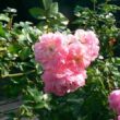 Rosa 'Souvenir de J. Mermet' - rózsaszín - rambler, kúszó rózsa