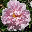 Kép 1/3 - Rosa 'Stanwell Perpetual' - fehér - történelmi - perpetual hibrid rózsa
