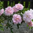 Kép 2/3 - Rosa 'Stanwell Perpetual' - fehér - történelmi - perpetual hibrid rózsa