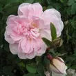 Kép 3/3 - Rosa 'Stanwell Perpetual' - fehér - történelmi - perpetual hibrid rózsa
