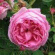 Kép 1/3 - Rosa 'Typ Kassel' - rózsaszín - történelmi - centifolia rózsa