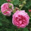 Kép 2/3 - Rosa 'Typ Kassel' - rózsaszín - történelmi - centifolia rózsa