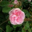 Kép 3/3 - Rosa 'Typ Kassel' - rózsaszín - történelmi - centifolia rózsa