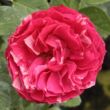 Kép 1/3 - Rosa 'Konstantina™' - rózsaszín - fehér - virágágyi floribunda rózsa