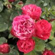 Kép 2/3 - Rosa 'Konstantina™' - rózsaszín - fehér - virágágyi floribunda rózsa