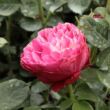 Rosa 'Konstantina™' - rózsaszín - fehér - virágágyi floribunda rózsa