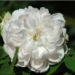 Kép 1/3 - Rosa 'White Jacques Cartier' - fehér - történelmi - perpetual hibrid rózsa