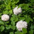 Rosa 'White Jacques Cartier' - fehér - történelmi - perpetual hibrid rózsa