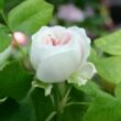 Kép 3/3 - Rosa 'White Jacques Cartier' - fehér - történelmi - perpetual hibrid rózsa