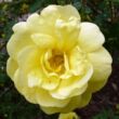 Kép 1/3 - Rosa 'Rosa Harisonii' - sárga - történelmi - régi kerti rózsa