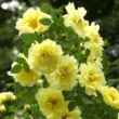 Kép 2/3 - Rosa 'Rosa Harisonii' - sárga - történelmi - régi kerti rózsa