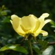 Kép 3/3 - Rosa 'Rosa Harisonii' - sárga - történelmi - régi kerti rózsa
