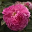 Kép 1/3 - Rosa 'Himmelsauge' - lila - történelmi - régi kerti rózsa