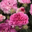 Kép 2/3 - Rosa 'Himmelsauge' - lila - történelmi - régi kerti rózsa