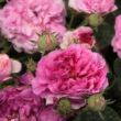 Kép 2/3 - Rosa 'Himmelsauge' - lila - történelmi - régi kerti rózsa