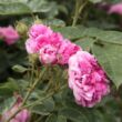 Kép 3/3 - Rosa 'Himmelsauge' - lila - történelmi - régi kerti rózsa