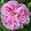 Kép 1/3 - Rosa 'Ispahan' - rózsaszín - történelmi - damaszkuszi rózsa