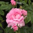 Kép 2/3 - Rosa 'Ispahan' - rózsaszín - történelmi - damaszkuszi rózsa
