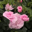 Kép 3/3 - Rosa 'Ispahan' - rózsaszín - történelmi - damaszkuszi rózsa