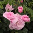 Rosa 'Ispahan' - rózsaszín - történelmi - damaszkuszi rózsa
