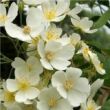 Kép 1/3 - Rosa 'Kiftsgate' - fehér - rambler, kúszó rózsa