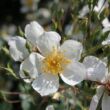 Rosa 'Kiftsgate' - fehér - rambler, kúszó rózsa
