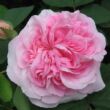 Kép 1/3 - Rosa 'Königin von Dänemark' - rózsaszín - történelmi - alba rózsa