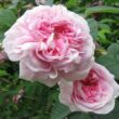 Rosa 'Königin von Dänemark' - rózsaszín - történelmi - alba rózsa