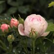 Kép 3/3 - Rosa 'Königin von Dänemark' - rózsaszín - történelmi - alba rózsa
