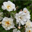 Rosa 'Lykkefund' - fehér - történelmi - rambler, futó - kúszó rózsa
