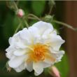 Rosa 'Lykkefund' - fehér - történelmi - rambler, futó - kúszó rózsa