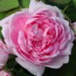 Kép 1/3 - Rosa 'Marie de Blois' - rózsaszín - történelmi - moha rózsa