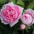 Kép 2/3 - Rosa 'Marie de Blois' - rózsaszín - történelmi - moha rózsa