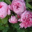 Kép 3/3 - Rosa 'Marie de Blois' - rózsaszín - történelmi - moha rózsa