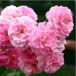 Kép 1/3 - Rosa 'Minnehaha' - rózsaszín - történelmi - rambler, futó - kúszó rózsa