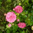 Kép 2/3 - Rosa 'Minnehaha' - rózsaszín - történelmi - rambler, futó - kúszó rózsa