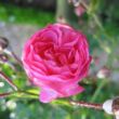 Kép 3/3 - Rosa 'Minnehaha' - rózsaszín - történelmi - rambler, futó - kúszó rózsa